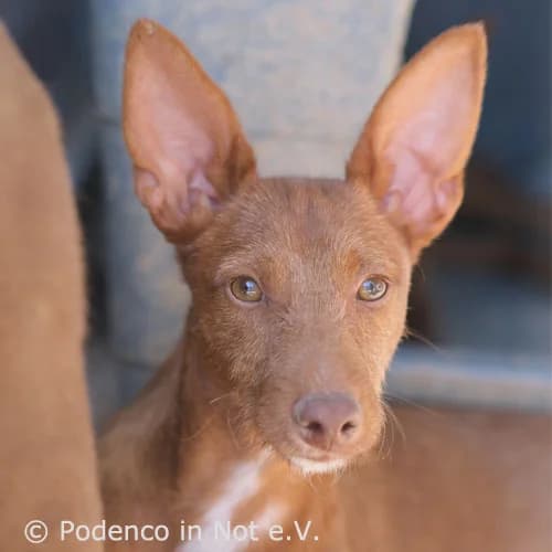 Ayo, 4yo Podenco for adoption at Podenco in Not, Rieden am Forggensee