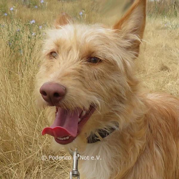 Tyko, young Podenco for adoption at Podenco in Not, Rieden am Forggensee