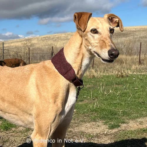 Siwa, female senior Podenco for adoption at Podenco in Not, Rieden am Forggensee