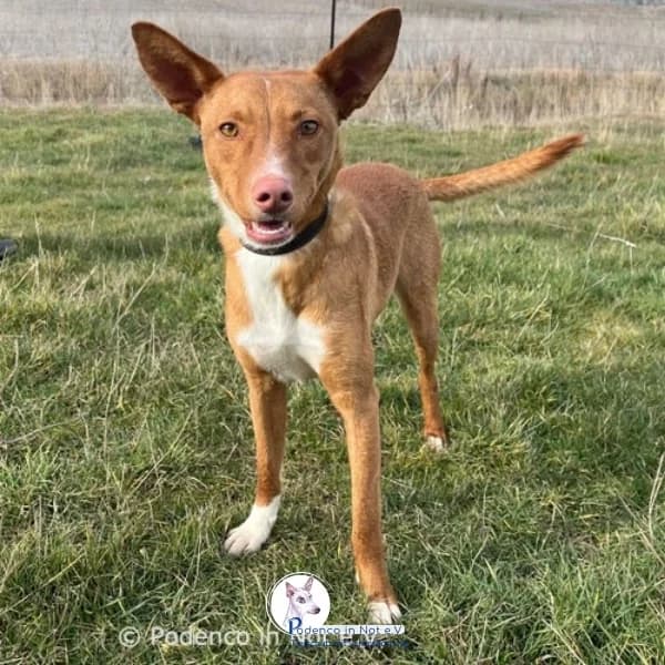 Najuk, young Podenco for adoption at Podenco in Not, Rieden am Forggensee