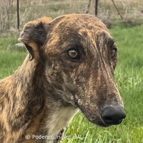 Ayaan, male young Podenco for adoption at Podenco in Not, Rieden am Forggensee