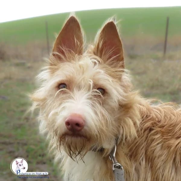 Yori, 4yo Podenco for adoption at Podenco in Not, Rieden am Forggensee