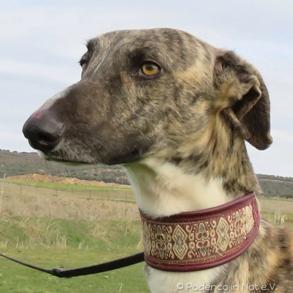 Jaro, weiss senior Podenco for adoption at Podenco in Not, Rieden am Forggensee