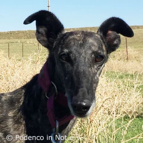 Laini, senior Podenco for adoption at Podenco in Not, Rieden am Forggensee