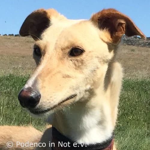 Aarany, male 5yo Podenco for adoption at Podenco in Not, Rieden am Forggensee