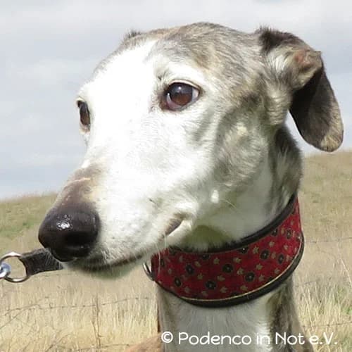 Tadisa, male senior Podenco for adoption at Podenco in Not, Rieden am Forggensee