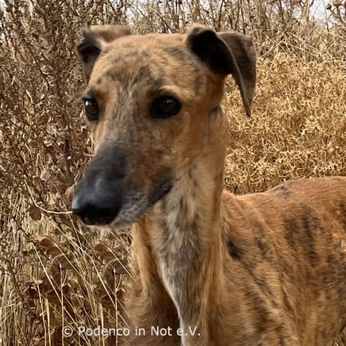Shantanuu,  5yo Podenco for adoption at Podenco in Not, Rieden am Forggensee