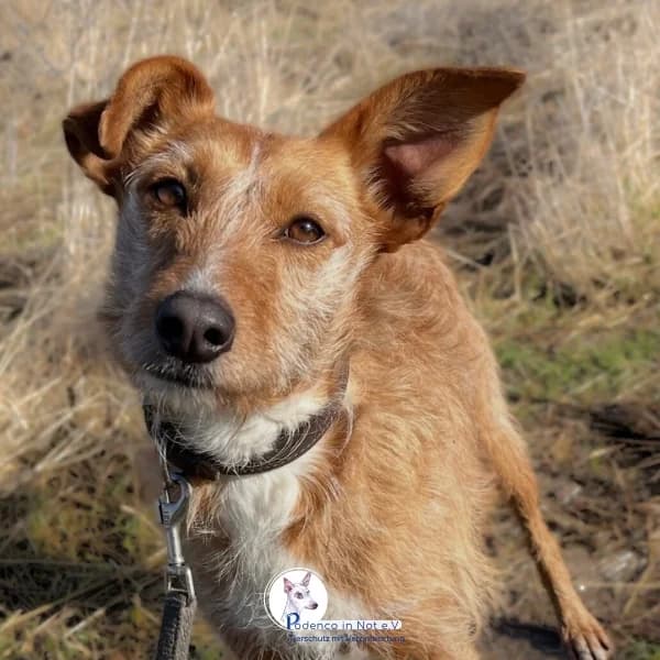 Adeya, female 4yo Podenco for adoption at Podenco in Not, Rieden am Forggensee