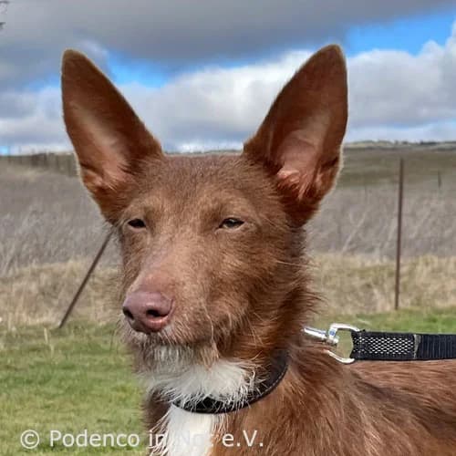Amali, female 4yo Podenco for adoption at Podenco in Not, Rieden am Forggensee