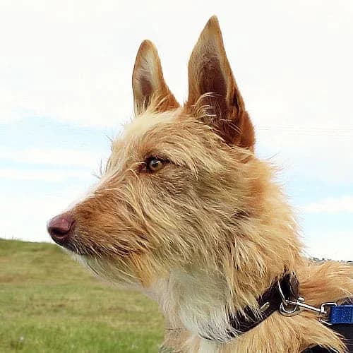 Kiburi, male senior Podenco for adoption at Podenco in Not, Rieden am Forggensee