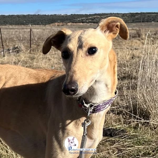 Garou, female 3yo Podenco for adoption at Podenco in Not, Rieden am Forggensee