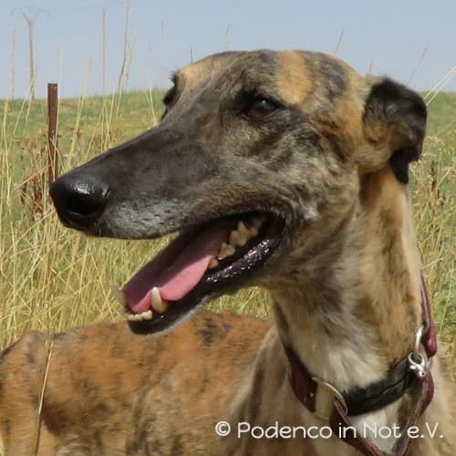 Atash, weiss male senior Podenco for adoption at Podenco in Not, Rieden am Forggensee