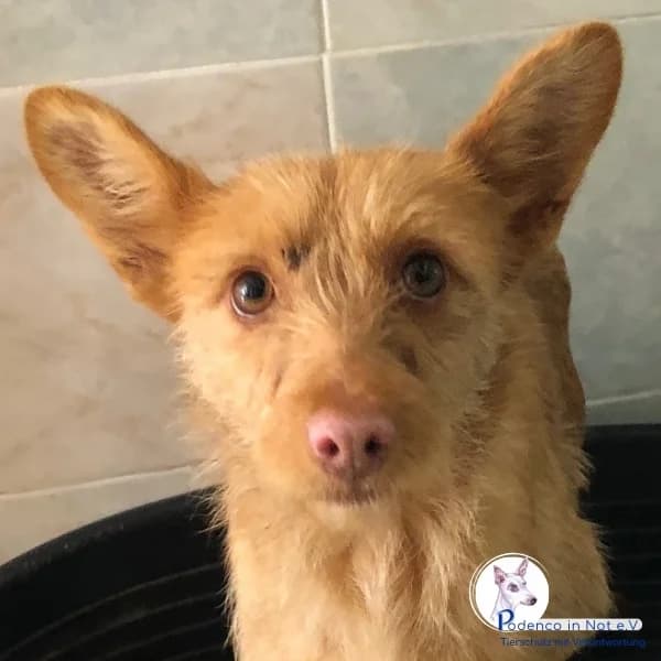 Mielikki, weiss female young Podenco for adoption at Podenco in Not, Rieden am Forggensee