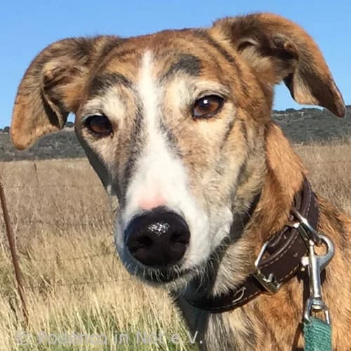 Antero, female senior Podenco for adoption at Podenco in Not, Rieden am Forggensee
