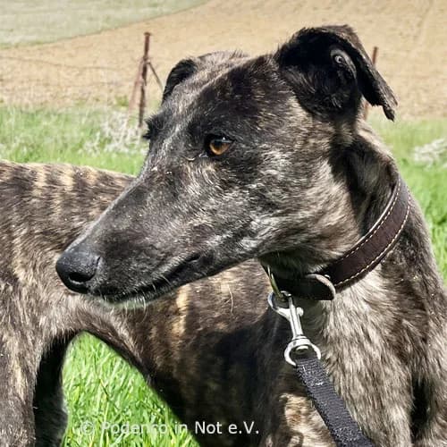 Aluna, weiss male young Podenco for adoption at Podenco in Not, Rieden am Forggensee