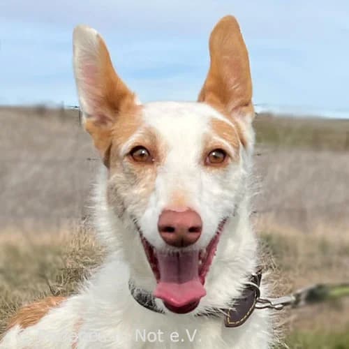Yunaica, female senior Podenco for adoption at Podenco in Not, Rieden am Forggensee