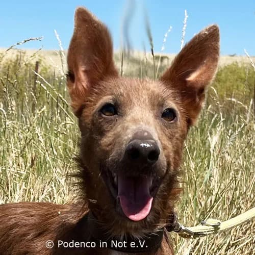 Eno,  4yo Podenco for adoption at Podenco in Not, Rieden am Forggensee