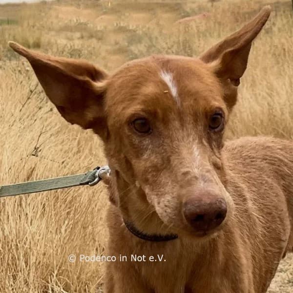 Najun, male 7yo Podenco for adoption at Podenco in Not, Rieden am Forggensee