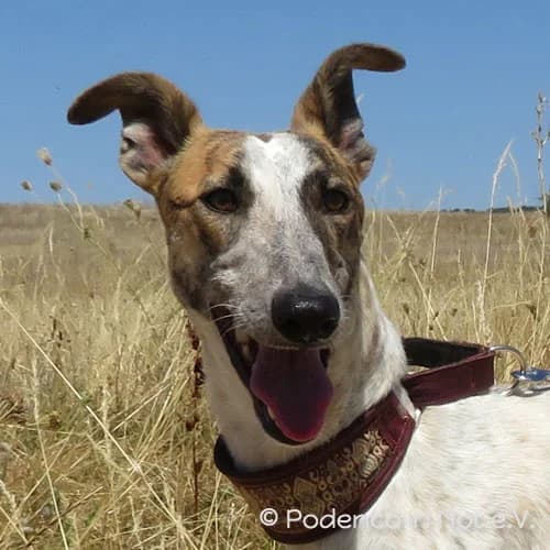 Jaano, male 6yo Podenco for adoption at Podenco in Not, Rieden am Forggensee