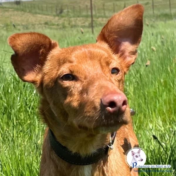 Jaboah, male 4yo Podenco for adoption at Podenco in Not, Rieden am Forggensee