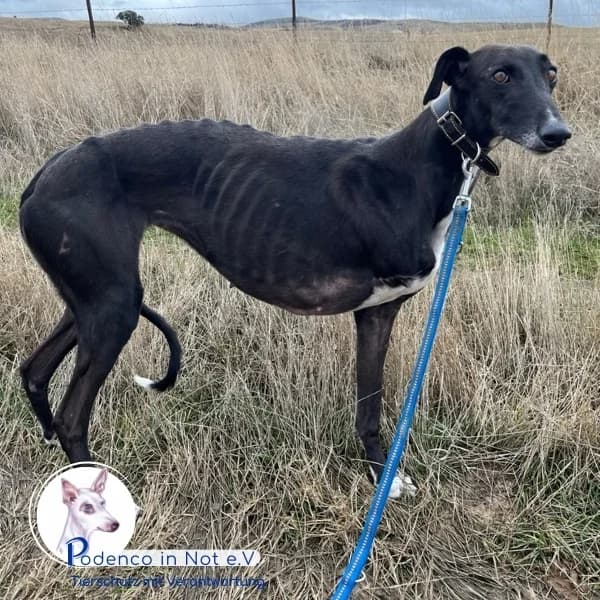 Lenita, male 3yo Podenco for adoption at Podenco in Not, Rieden am Forggensee