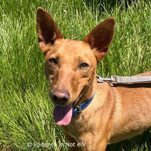 Joonaa,  young Podenco for adoption at Podenco in Not, Rieden am Forggensee