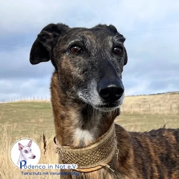 Nayo,  senior Podenco for adoption at Podenco in Not, Rieden am Forggensee