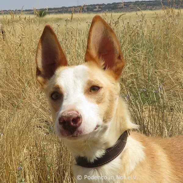 Kiyani, weiss  5yo Podenco for adoption at Podenco in Not, Rieden am Forggensee
