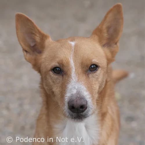 Kiyoshi, male 6yo Podenco for adoption at Podenco in Not, Rieden am Forggensee