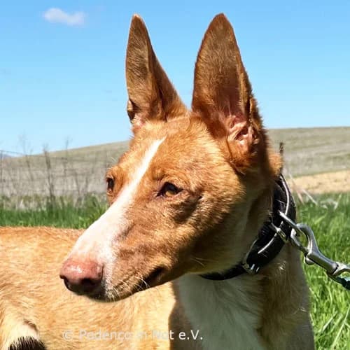 Lamar,  senior Podenco for adoption at Podenco in Not, Rieden am Forggensee