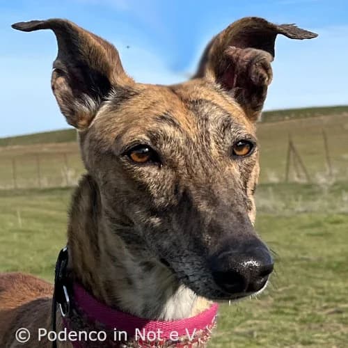 Nura, female 4yo Podenco for adoption at Podenco in Not, Rieden am Forggensee