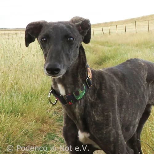 Samiya,  5yo Podenco for adoption at Podenco in Not, Rieden am Forggensee