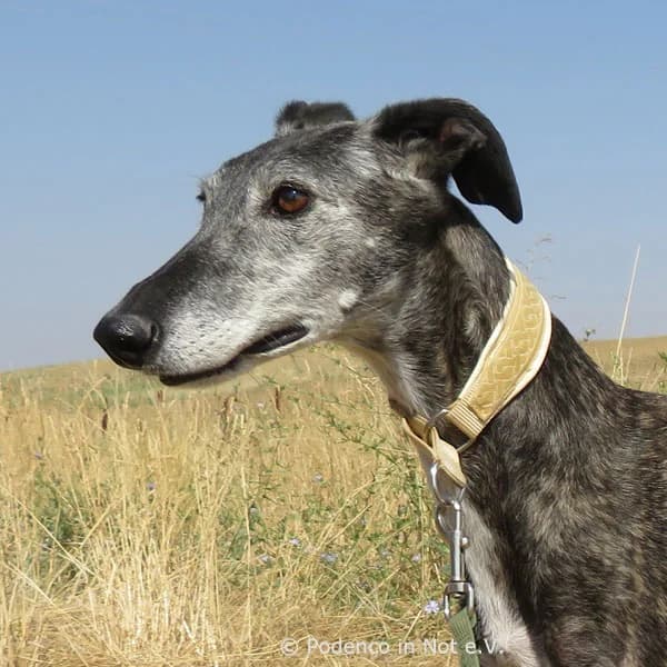 Shivani,  senior Podenco for adoption at Podenco in Not, Rieden am Forggensee