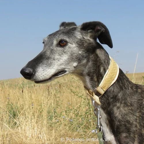 Shivani, senior Podenco for adoption at Podenco in Not, Rieden am Forggensee