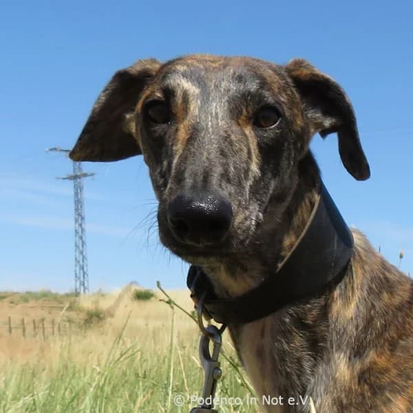 Tychon, male young Podenco for adoption at Podenco in Not, Rieden am Forggensee