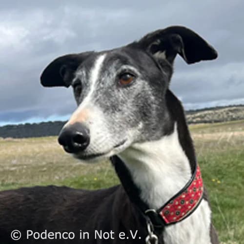 Yael,  senior Podenco for adoption at Podenco in Not, Rieden am Forggensee