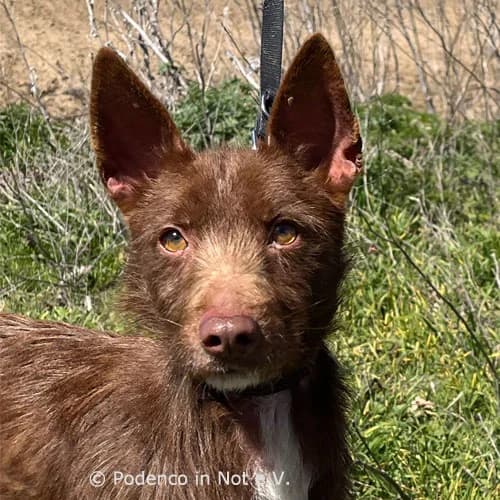 Yashin, male 4yo Podenco for adoption at Podenco in Not, Rieden am Forggensee