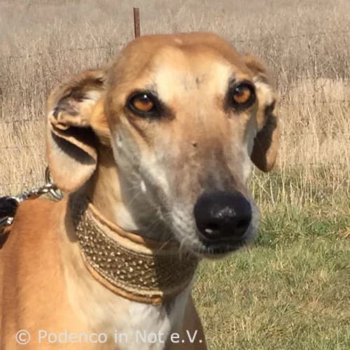 Elani,  senior Podenco for adoption at Podenco in Not, Rieden am Forggensee