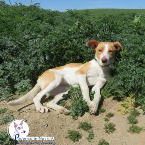 Dayita, young Podenco for adoption at Podenco in Not, Rieden am Forggensee