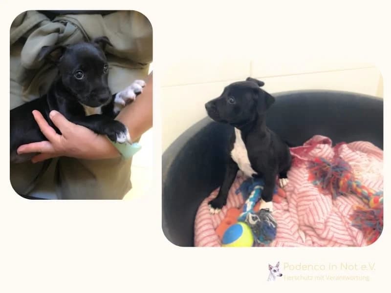 Nala, puppy Podenco for adoption at Podenco in Not, Rieden am Forggensee