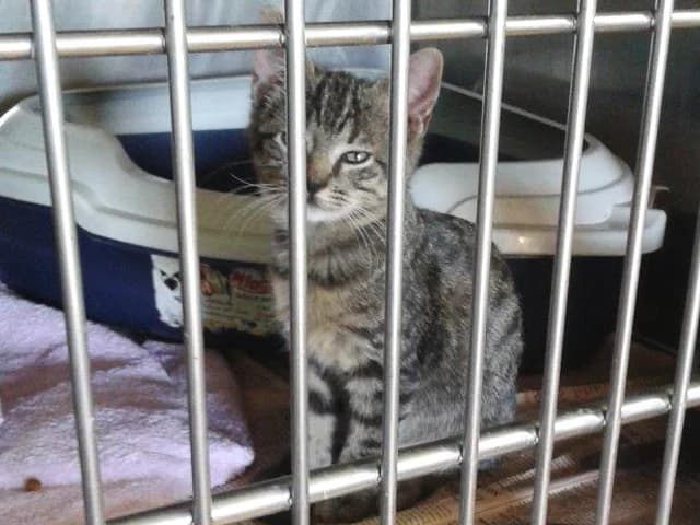 Violetta, female senior European Shorthair for adoption at ProTier e.V.