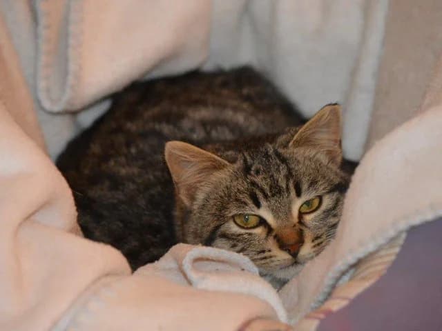 Viole, female senior European Shorthair for adoption at ProTier e.V.