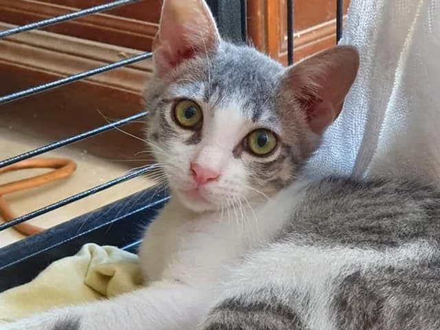Benny, male 7yo European Shorthair for adoption at ProTier e.V.