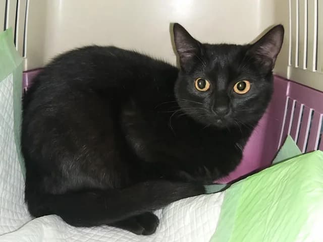 Nora, female mixed breed for adoption at ProTier e.V.