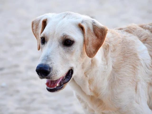 Ciop, male 5yo Mixed Breed for adoption at ProTier e.V.