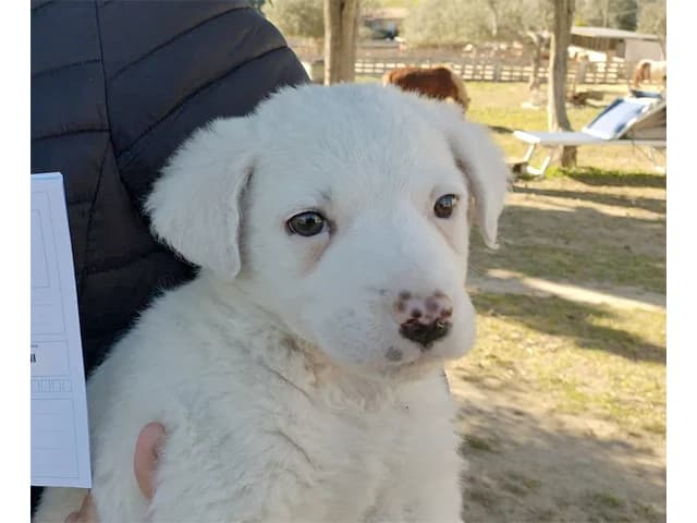 Chopper, male 4yo Mixed Breed for adoption at ProTier e.V.