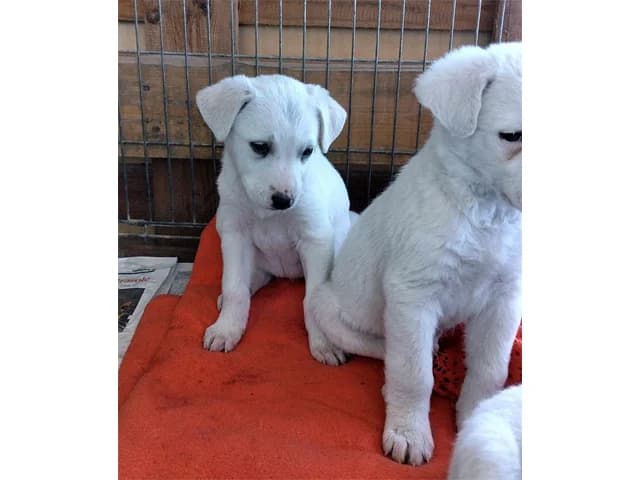 Marta, female 4yo Mixed Breed for adoption at ProTier e.V.