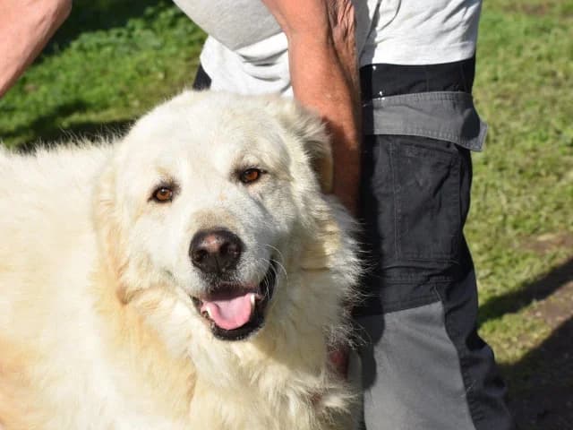 Bello, male 7yo mixed breed for adoption at ProTier e.V.