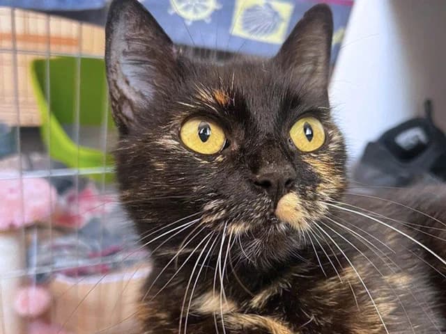 Bonnie, female 3yo mixed breed for adoption at ProTier e.V.
