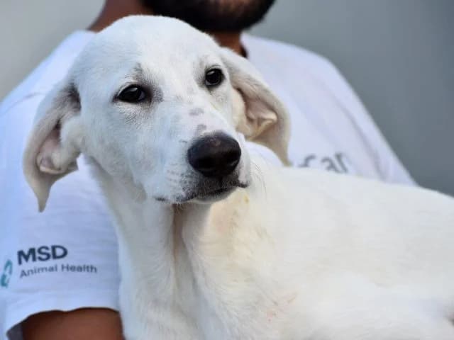 Birbante, male 3yo Mixed Breed for adoption at ProTier e.V.